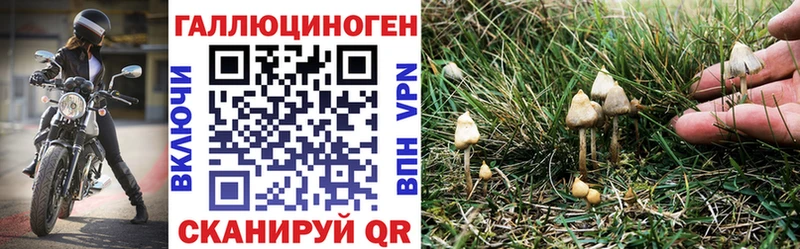 цена   Ясногорск  Галлюциногенные грибы Psilocybe 